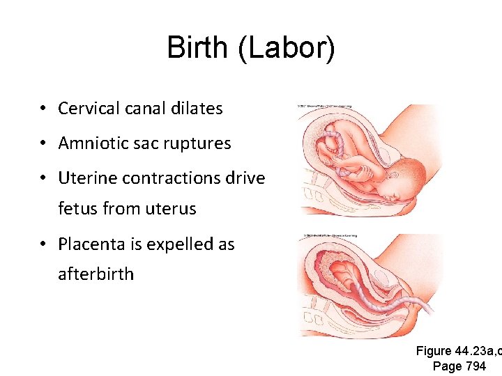 Birth (Labor) • Cervical canal dilates • Amniotic sac ruptures • Uterine contractions drive