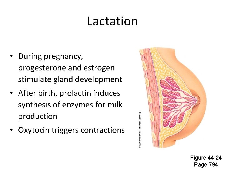 Lactation • During pregnancy, progesterone and estrogen stimulate gland development • After birth, prolactin