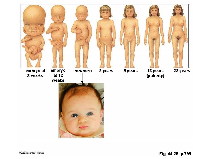 embryo at 8 weeks embryo at 12 weeks newborn 2 years 5 years 13