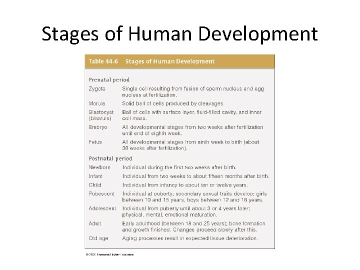Stages of Human Development 