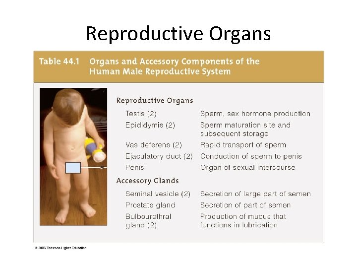 Reproductive Organs 