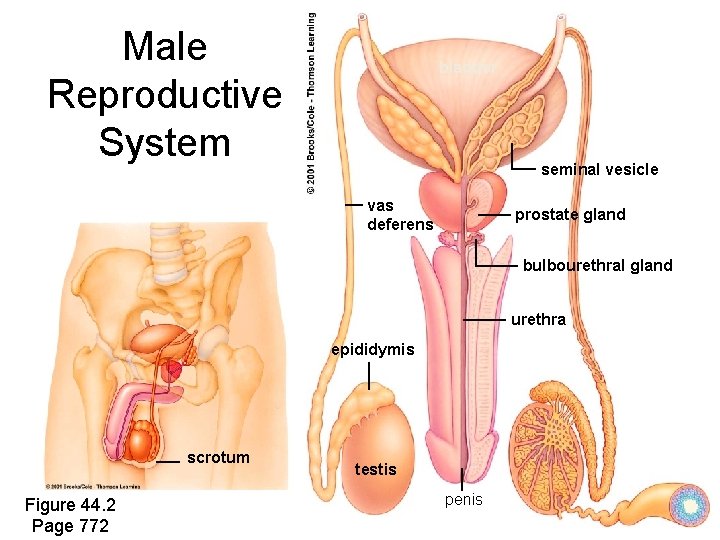 Male Reproductive System bladder seminal vesicle vas deferens prostate gland bulbourethral gland urethra epididymis