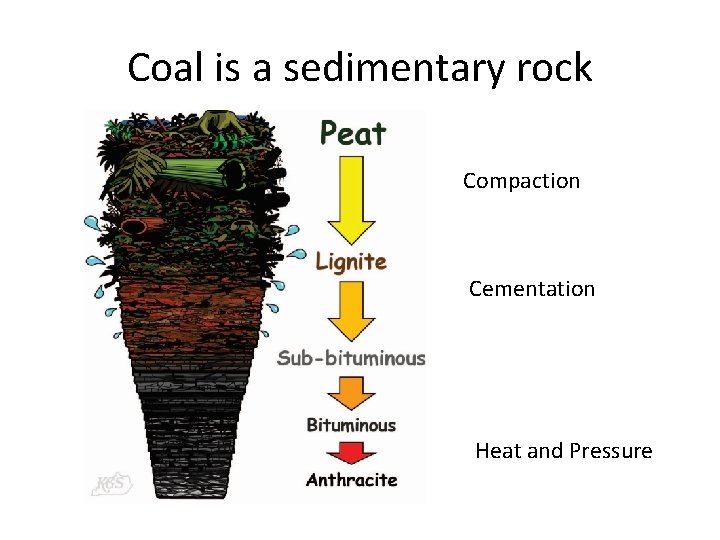 Coal is a sedimentary rock Compaction Cementation Heat and Pressure 
