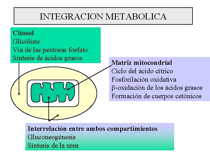 INTEGRACION METABOLICA Citosol Glicólisis Vía de las pentosas fosfato Síntesis de ácidos grasos Matriz