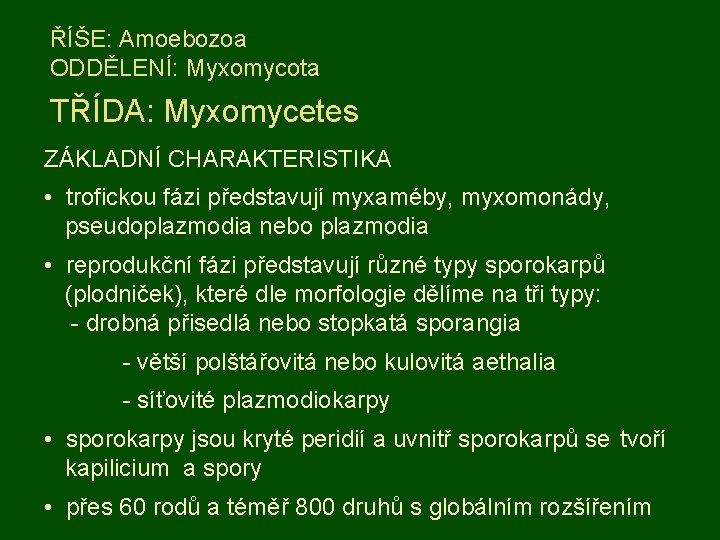 ŘÍŠE: Amoebozoa ODDĚLENÍ: Myxomycota TŘÍDA: Myxomycetes ZÁKLADNÍ CHARAKTERISTIKA • trofickou fázi představují myxaméby, myxomonády,