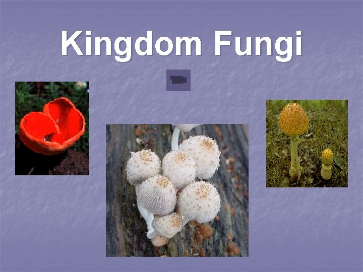 Kingdom Fungi 