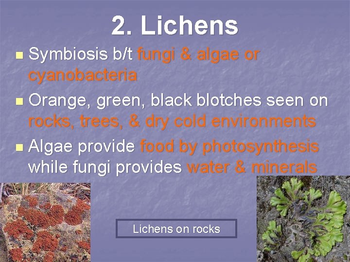 2. Lichens Symbiosis b/t fungi & algae or cyanobacteria n Orange, green, black blotches