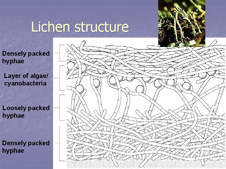 Lichen structure Densely packed hyphae Layer of algae/ cyanobacteria Loosely packed hyphae Densely packed