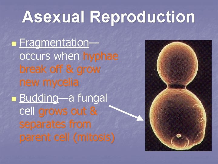 Asexual Reproduction Fragmentation— occurs when hyphae break off & grow new mycelia n Budding—a