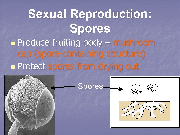 Sexual Reproduction: Spores Produce fruiting body – mushroom cap (spore-containing structure) n Protect spores