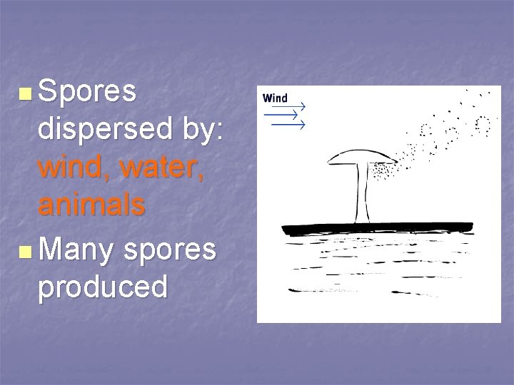 n Spores dispersed by: wind, water, animals n Many spores produced 