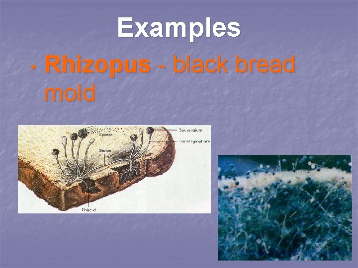 Examples • Rhizopus - black bread mold 