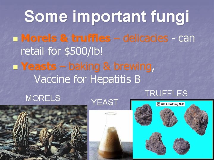 Some important fungi Morels & truffles – delicacies - can retail for $500/lb! n