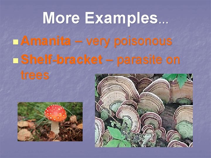 More Examples… n Amanita – very poisonous n Shelf-bracket – parasite on trees 