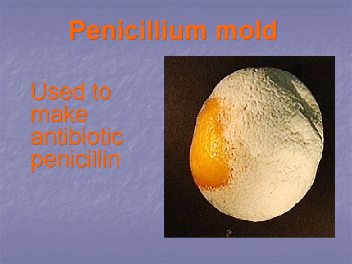 Penicillium mold Used to make antibiotic penicillin 