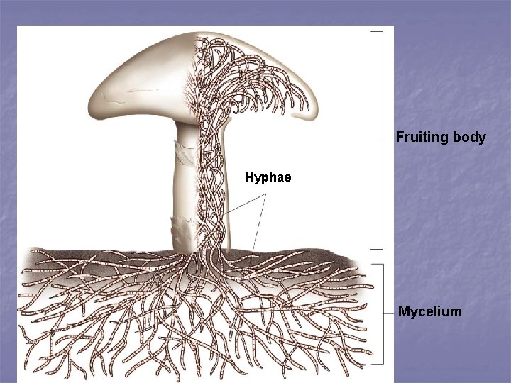 Fruiting body Hyphae Mycelium 