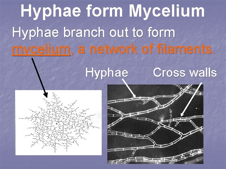 Hyphae form Mycelium Hyphae branch out to form mycelium, a network of filaments. Hyphae