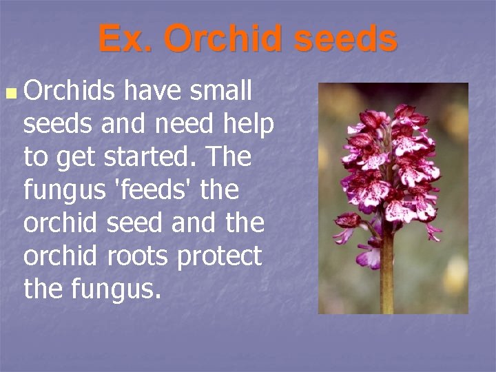 Ex. Orchid seeds n Orchids have small seeds and need help to get started.