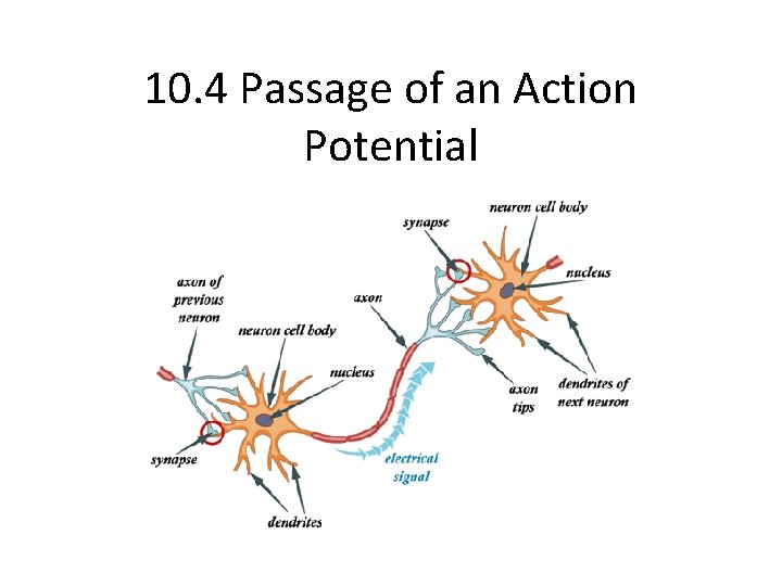 10. 4 Passage of an Action Potential 