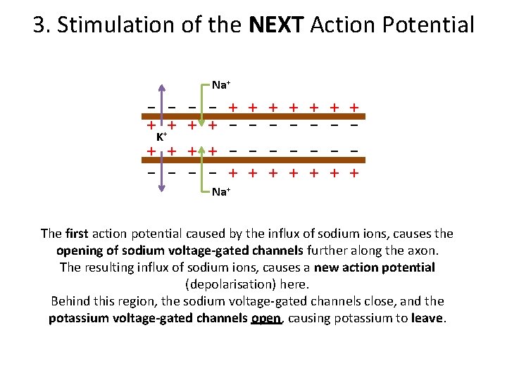 3. Stimulation of the NEXT Action Potential Na+ - - + + + +