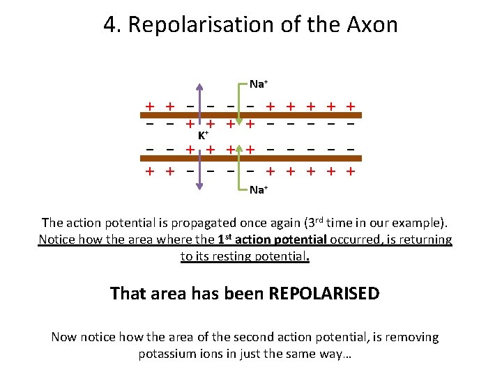 4. Repolarisation of the Axon Na+ + + - - + ++ + +