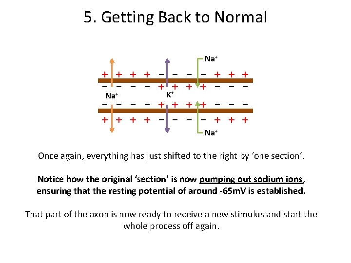 5. Getting Back to Normal Na+ + + - - + ++ + +