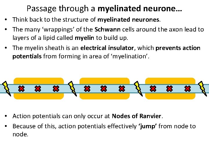 Passage through a myelinated neurone… • Think back to the structure of myelinated neurones.