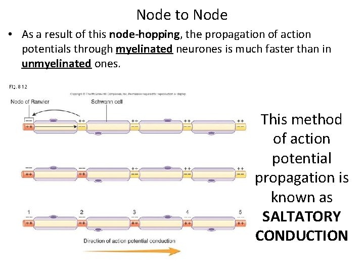 Node to Node • As a result of this node-hopping, the propagation of action