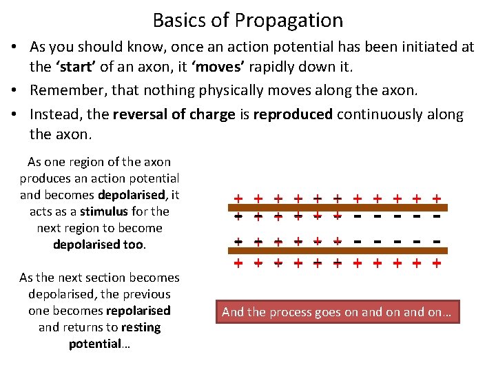 Basics of Propagation • As you should know, once an action potential has been