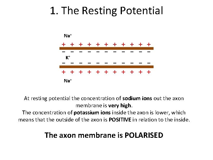 1. The Resting Potential Na+ + + - +- - - - - K