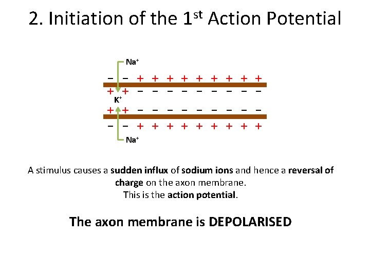 2. Initiation of the 1 st Action Potential Na+ - - + + ++