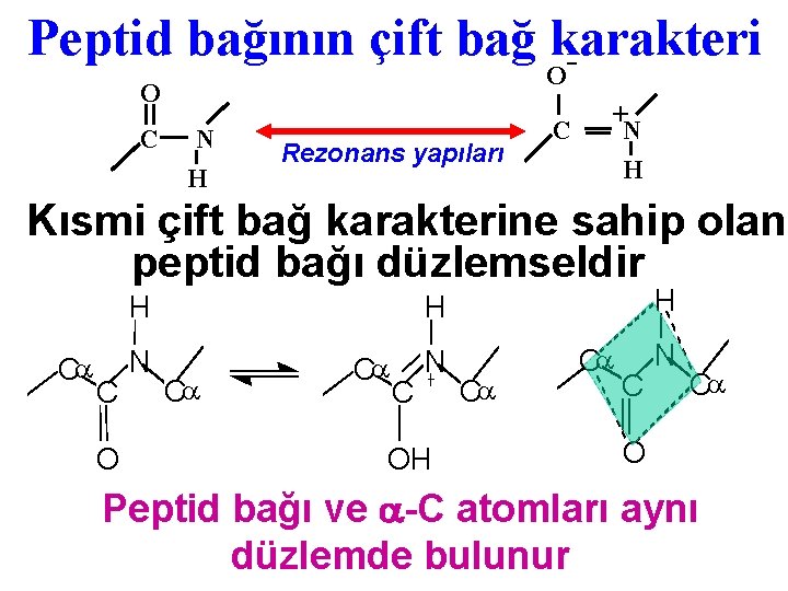 Peptid bağının çift bağ karakteri O O C N H Rezonans yapıları C +N