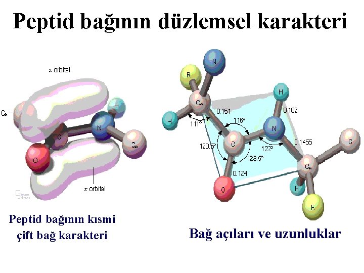 Peptid bağının düzlemsel karakteri Peptid bağının kısmi çift bağ karakteri Bağ açıları ve uzunluklar