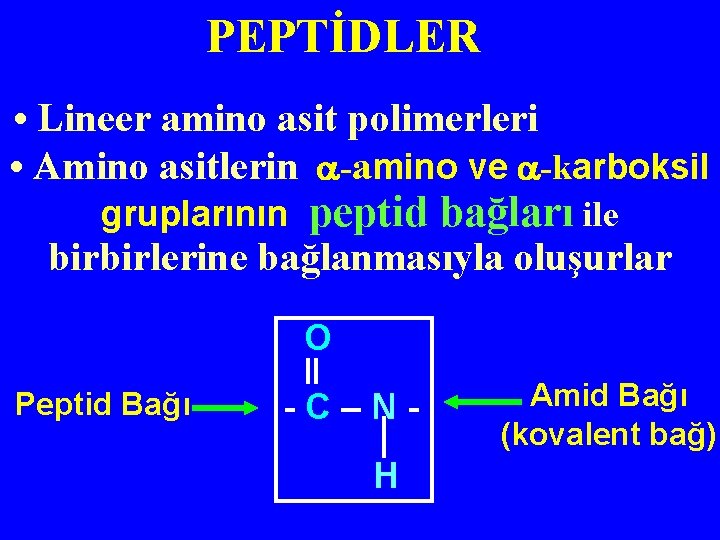 PEPTİDLER • Lineer amino asit polimerleri • Amino asitlerin -amino ve -karboksil gruplarının peptid