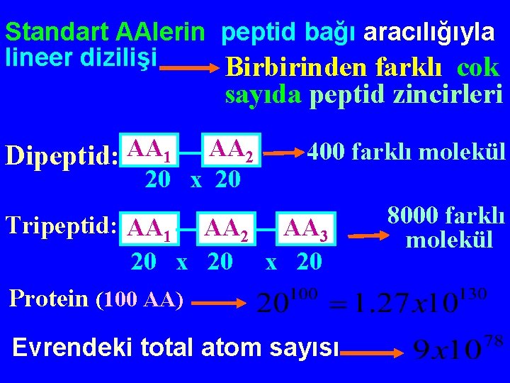 Standart AAlerin peptid bağı aracılığıyla lineer dizilişi Birbirinden farklı cok sayıda peptid zincirleri Dipeptid: