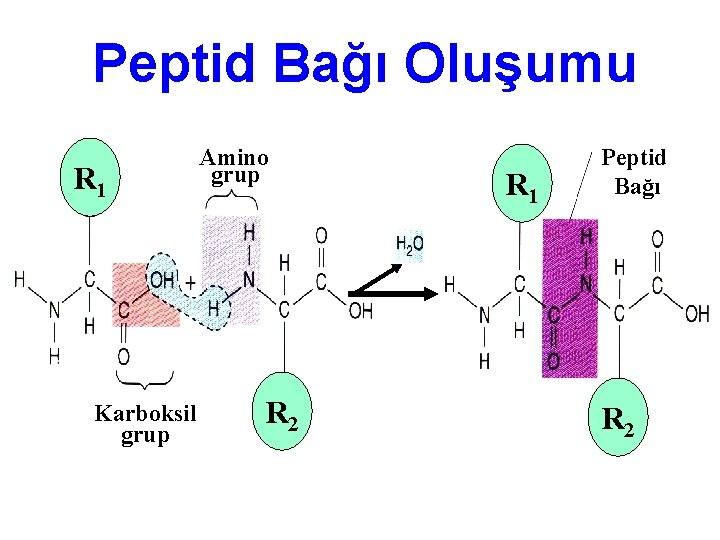 Peptid Bağı Oluşumu R 1 Karboksil grup Amino grup R 2 R 1 Peptid