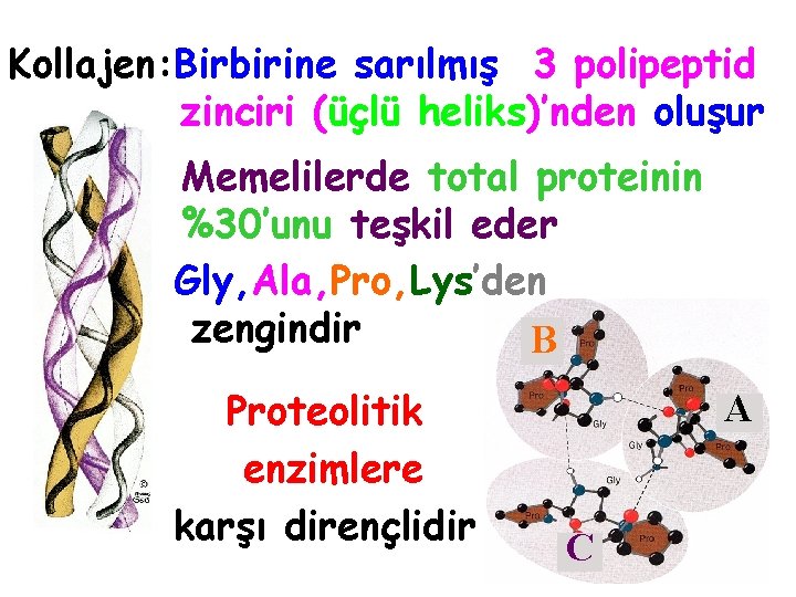 Kollajen: Birbirine sarılmış 3 polipeptid zinciri (üçlü heliks)’nden oluşur Memelilerde total proteinin %30’unu teşkil