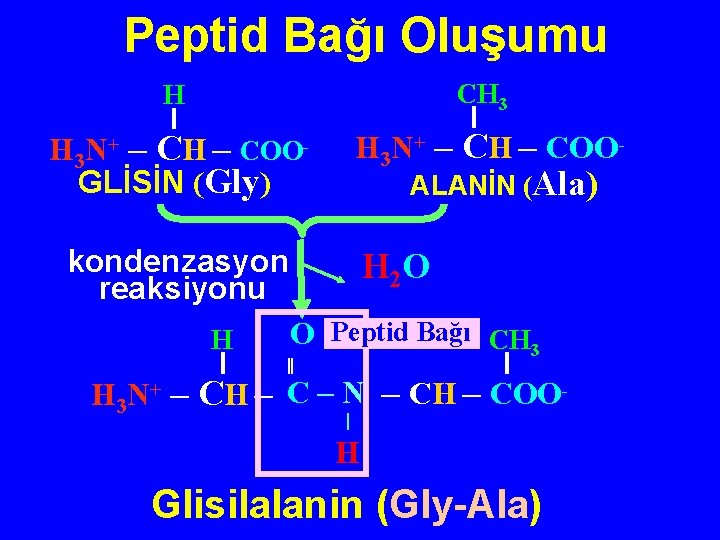 Peptid Bağı Oluşumu H CH 3 H 3 N+ – CH – COOGLİSİN (Gly)