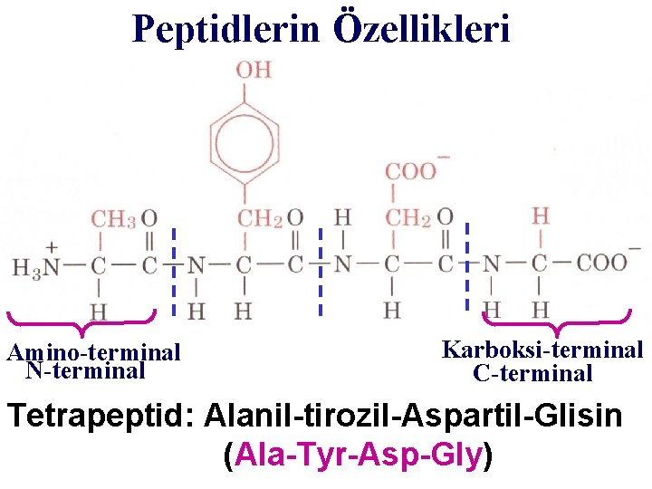 Peptidlerin Özellikleri Amino-terminal N-terminal Karboksi-terminal C-terminal Tetrapeptid: Alanil-tirozil-Aspartil-Glisin (Ala-Tyr-Asp-Gly) 