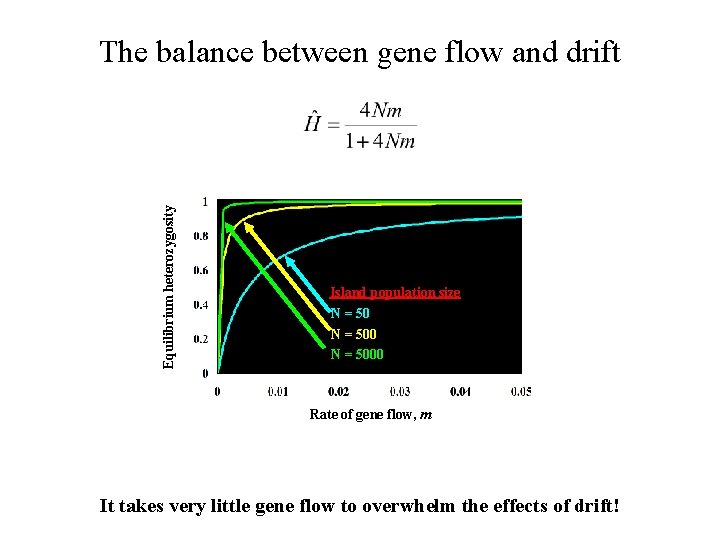 Equilibrium heterozygosity The balance between gene flow and drift Island population size N =