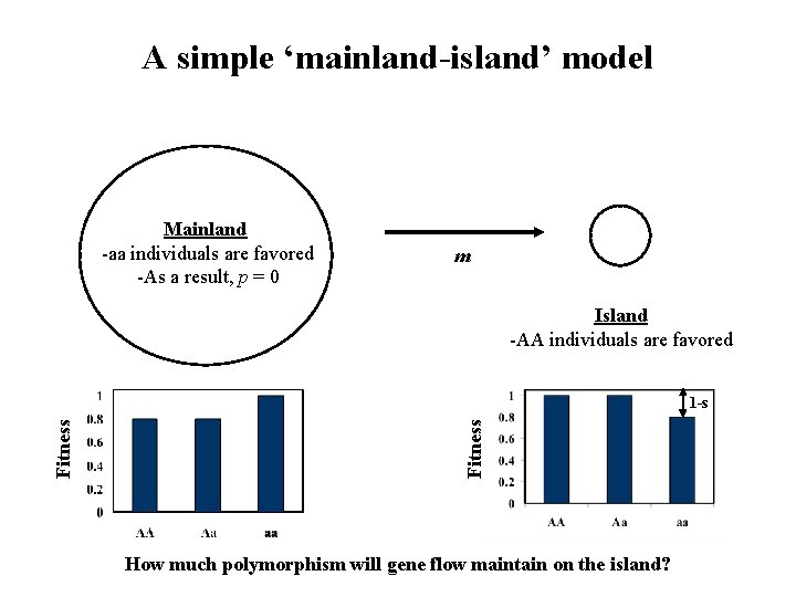 A simple ‘mainland-island’ model Mainland -aa individuals are favored -As a result, p =