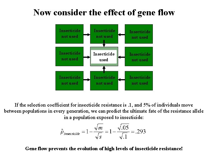 Now consider the effect of gene flow Insecticide not used Insecticide used Insecticide not