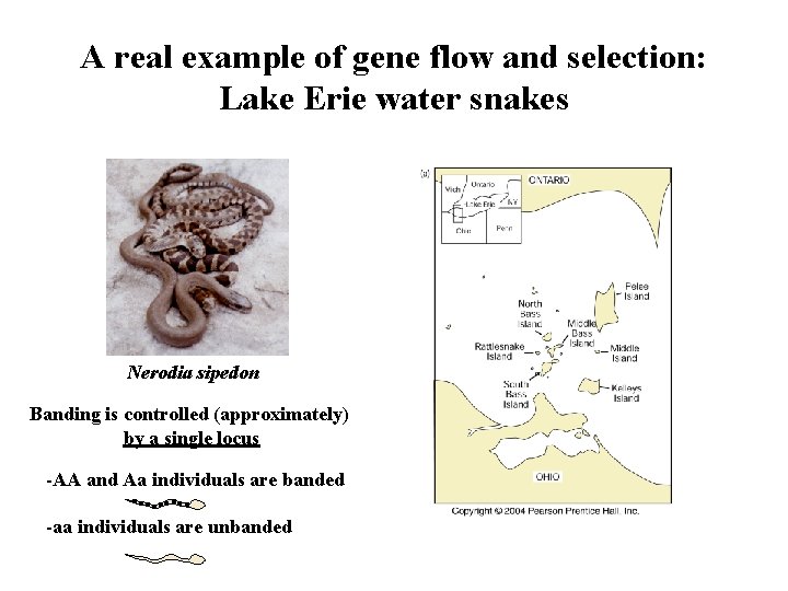 A real example of gene flow and selection: Lake Erie water snakes Nerodia sipedon