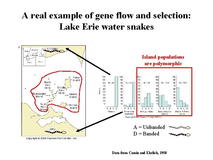 A real example of gene flow and selection: Lake Erie water snakes Island populations