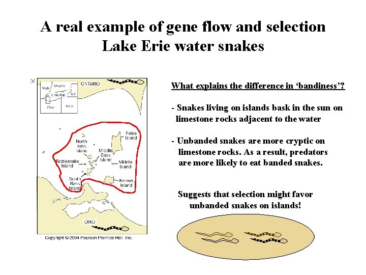 A real example of gene flow and selection Lake Erie water snakes What explains