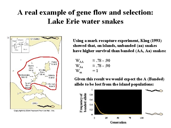 A real example of gene flow and selection: Lake Erie water snakes Using a