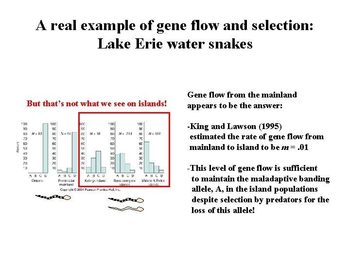 A real example of gene flow and selection: Lake Erie water snakes But that’s