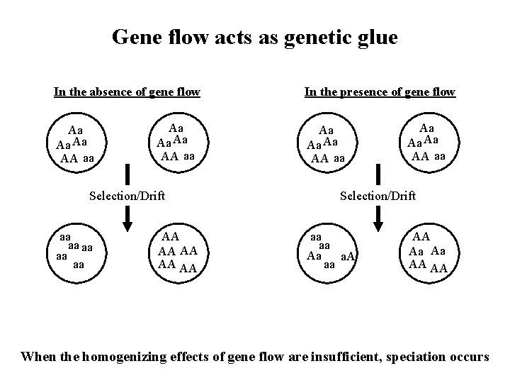 Gene flow acts as genetic glue In the absence of gene flow Aa Aa