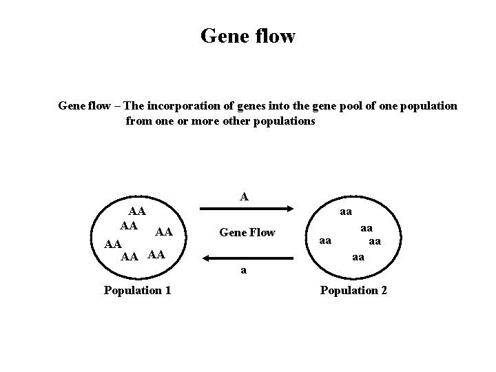 Gene flow – The incorporation of genes into the gene pool of one population