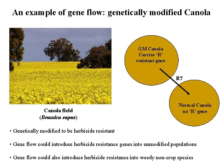 An example of gene flow: genetically modified Canola GM Canola Carries ‘R’ resistant gene